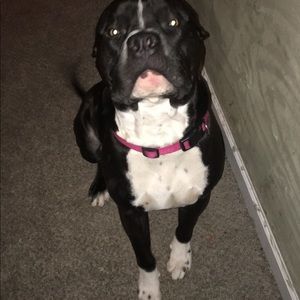 Meet your Posher, Casey